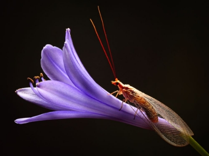 Picture of LACEWING