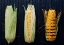 Picture of FOODPROCESS 1- GRILLED CORN
