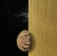 Picture of SHY CAT ...
