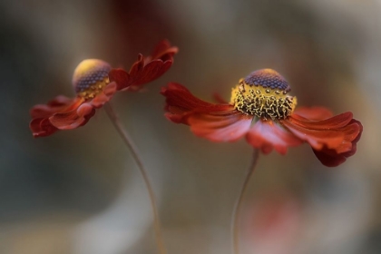 Picture of HELENIUM DANCE
