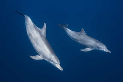 Picture of BOTTLENOSE DOLPHINS