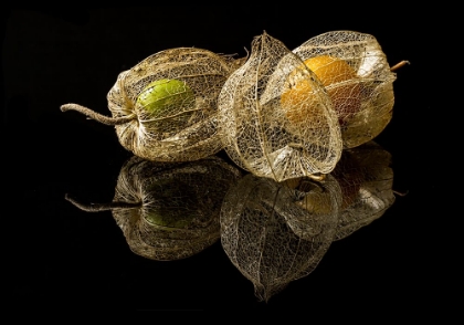 Picture of PHYSALIS ALKEKENGI L.