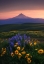 Picture of BLOOMDIDO