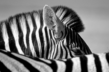 Picture of CURIOUS ZEBRA