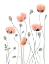 Picture of POPPIES