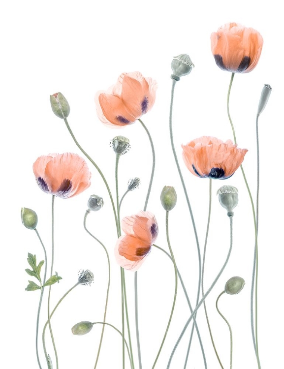 Picture of POPPIES