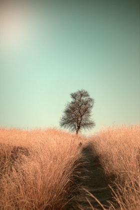 Picture of GRASS AND PATH