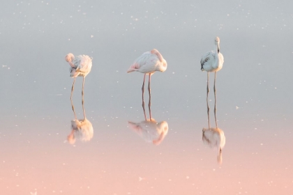 Picture of THREE FLAMINGOS ...