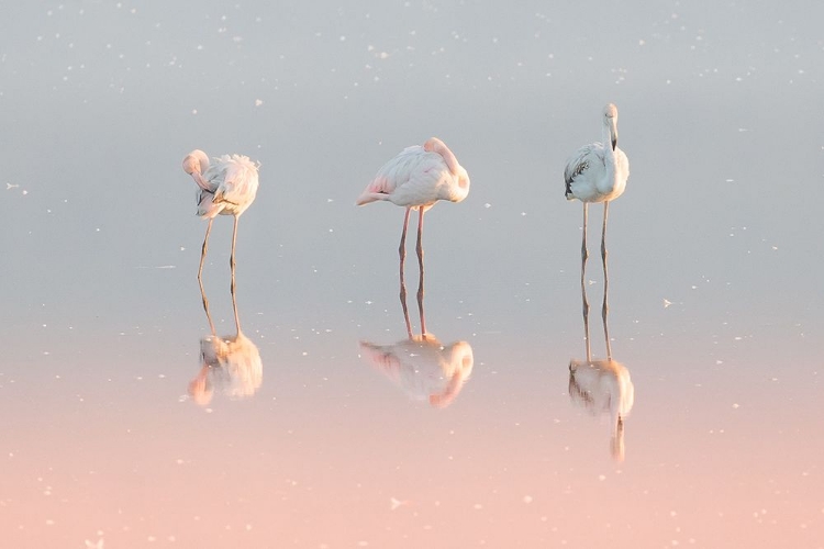 Picture of THREE FLAMINGOS ...