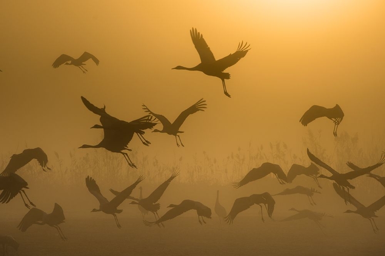 Picture of SUNRISE WITH CRANES