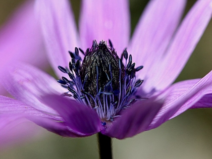 Picture of VIOLET WILD FLOWER