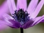 Picture of VIOLET WILD FLOWER