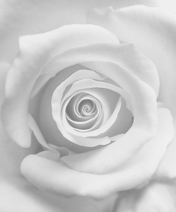 Picture of THE ROSE