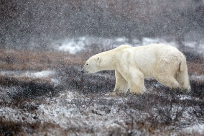 Picture of SNOWING TIME