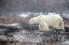 Picture of SNOWING TIME