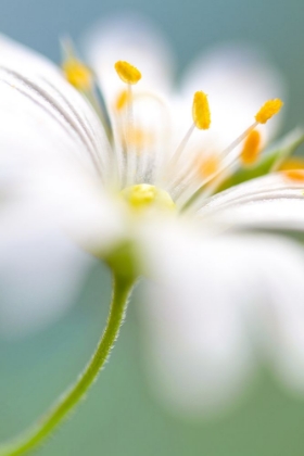 Picture of STITCHWORT SURPRISE