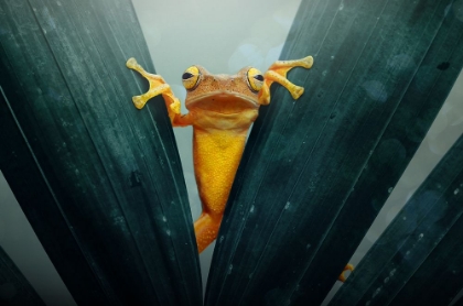 Picture of GOLD FROG
