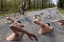 Picture of CLOSE ENCOUNTER OF THE SWIMMING KIND