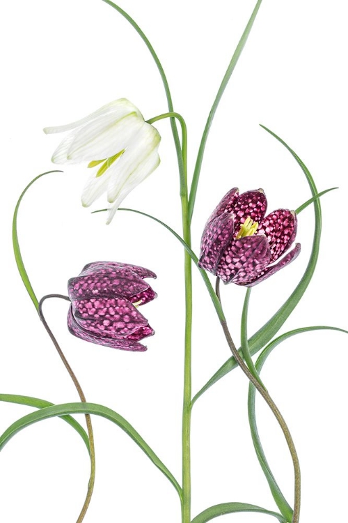 Picture of SNAKES HEAD FRITILLARY