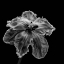 Picture of PARROT TULIP