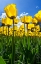 Picture of TULIPANI