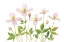 Picture of CLEMATIS