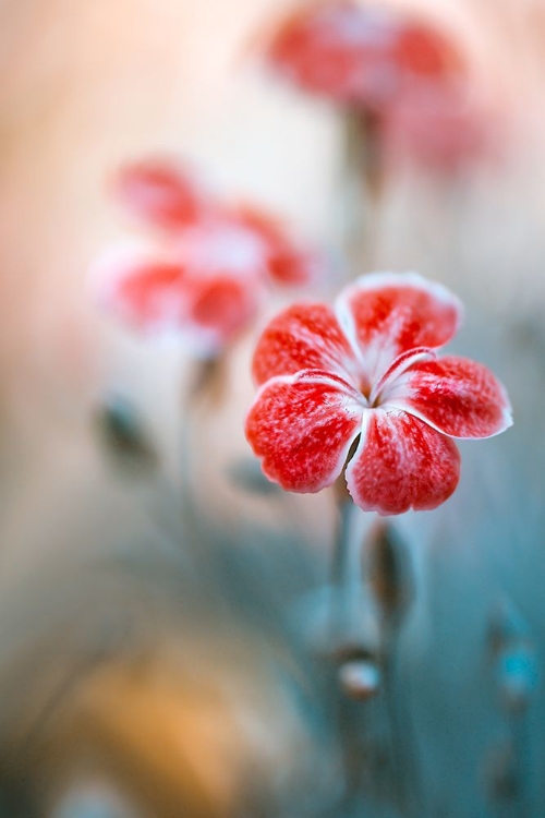 Picture of DIANTHUS