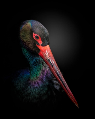 Picture of THE BLACK STORK