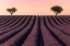 Picture of LAVENDER FIELD