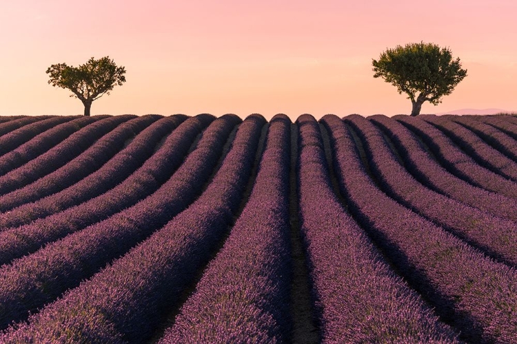 Picture of LAVENDER FIELD