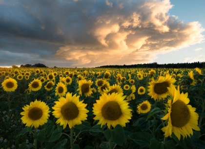 Picture of SUNFLOWERS IN SWEDEN.