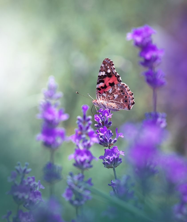 Picture of LAVENDER QUEEN...