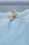 Picture of RELAXED POLAR BEAR