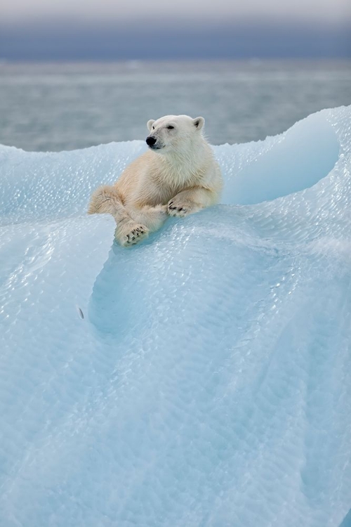 Picture of RELAXED POLAR BEAR