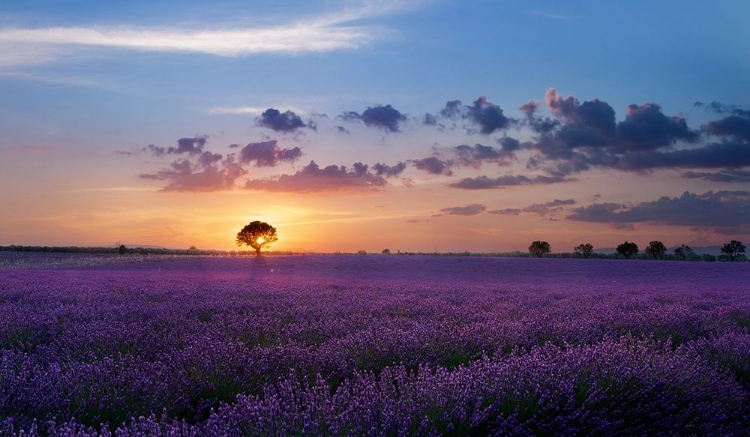 Picture of LONELY TREE IN VALENSOLE