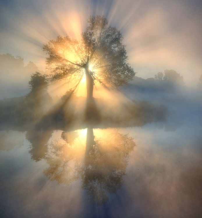 Picture of TREE OF LIGHT