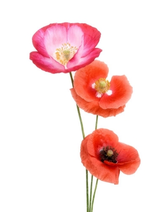 Picture of COLOURFUL POPPIES