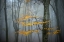 Picture of BEECH FOREST IN AUTUMN