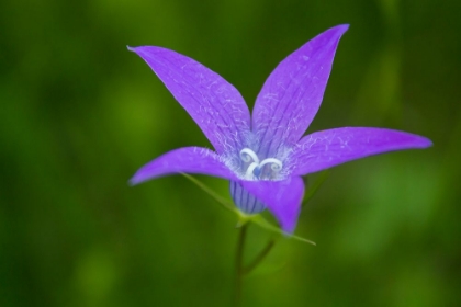 Picture of VIOLET FLOWER