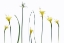 Picture of SPRING FLOWERS