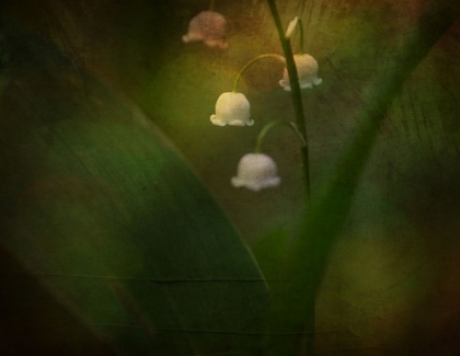 Picture of DREAMING OF SPRING - LILY OF THE VALLEY
