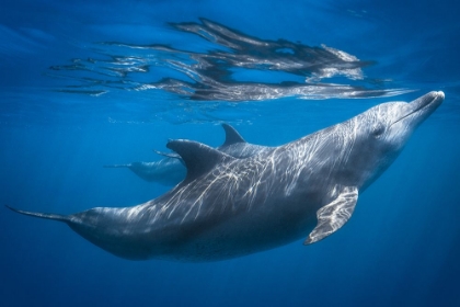 Picture of DOLPHIN AT THE SURFACE