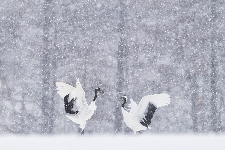 Picture of JAPANESE CRANES