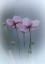 Picture of PURPLE DELIGHT