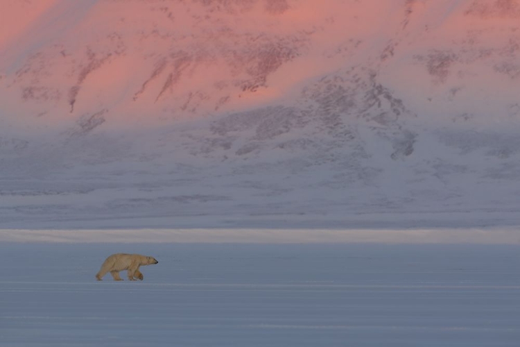 Picture of POLAR BEAR