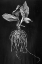 Picture of PLANTAIN