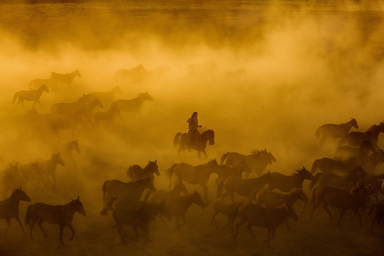 Picture of HORSES