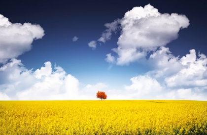 Picture of CANOLA MEADOW