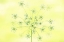 Picture of QUEEN ANNES LACE