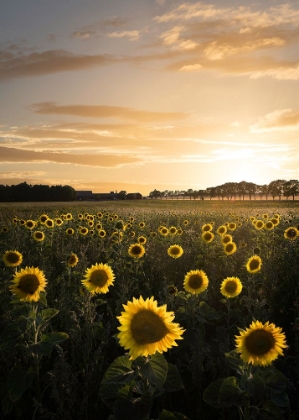 Picture of SUNFLOWERFIELD IN SWEDEN